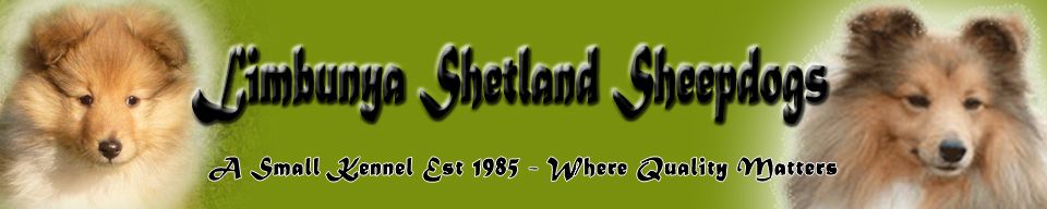 Limbunya Shetland Sheepdogs